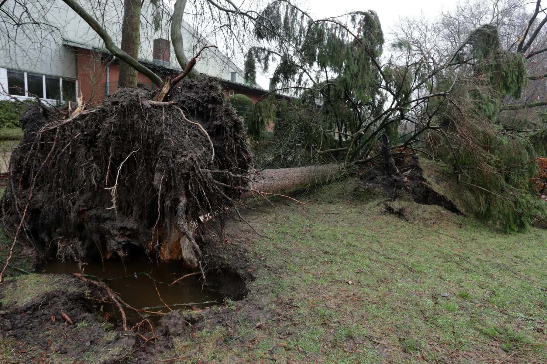 Large uprooted tree lying across a lawn beside a brick building after a storm