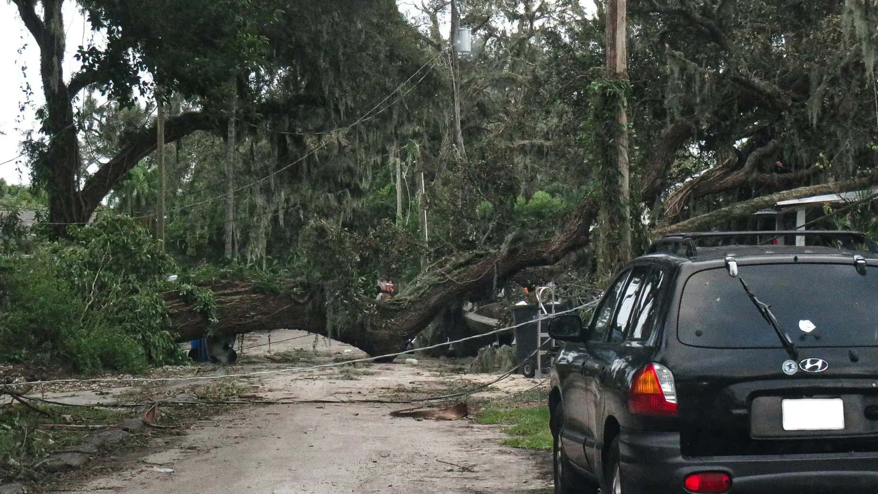 Large oak tree fallen across a road after a hurricane in Tampa, Florida, next to a parked SUV