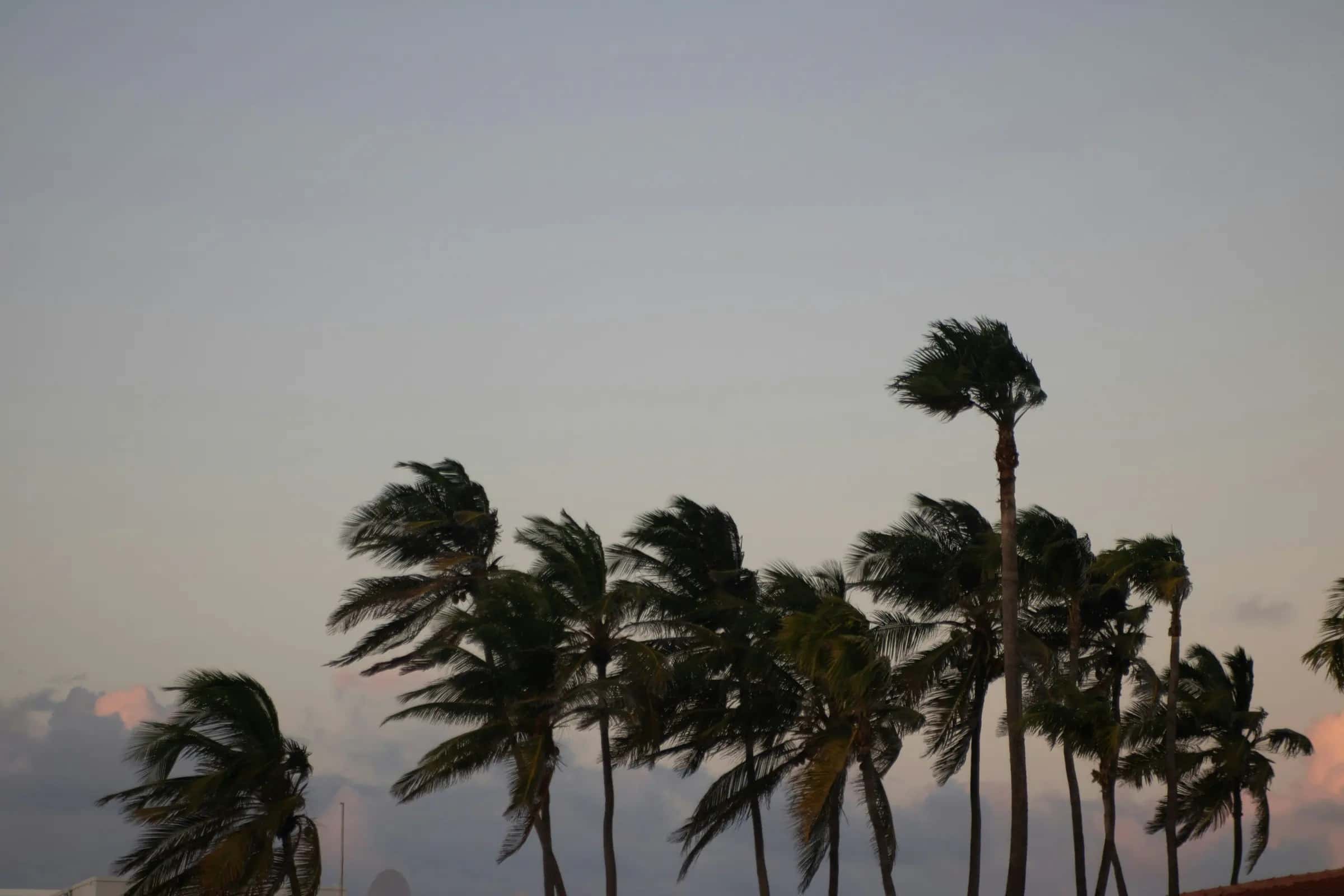 Row of palm trees bending in strong wind under a gray evening sky