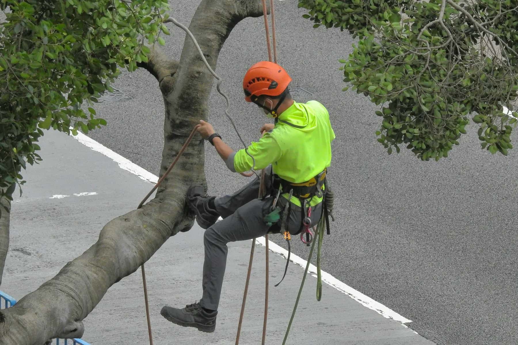 Arborist in a helmet and climbing harness working in a tree above a street