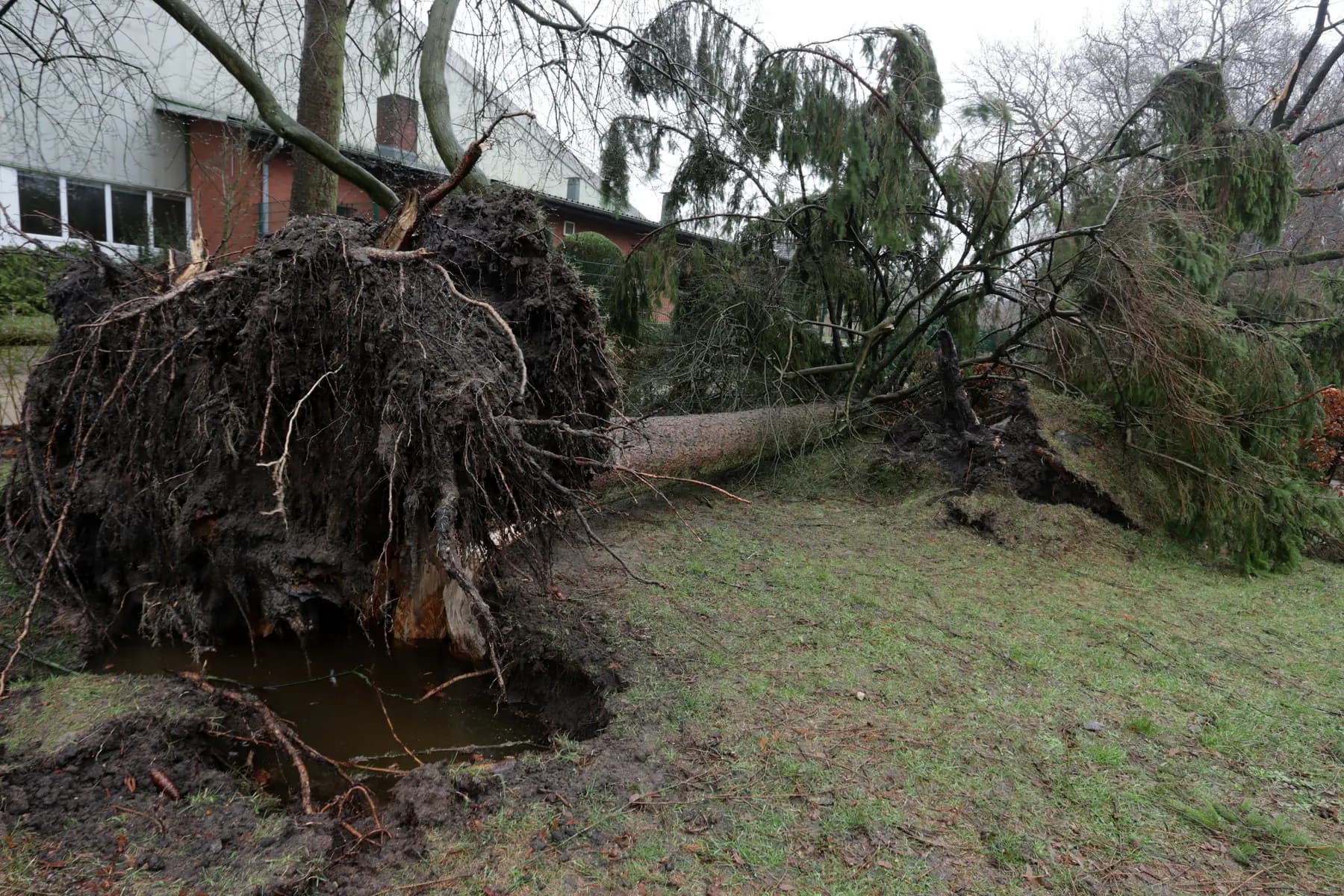 Large uprooted tree lying across a lawn beside a brick building after a storm