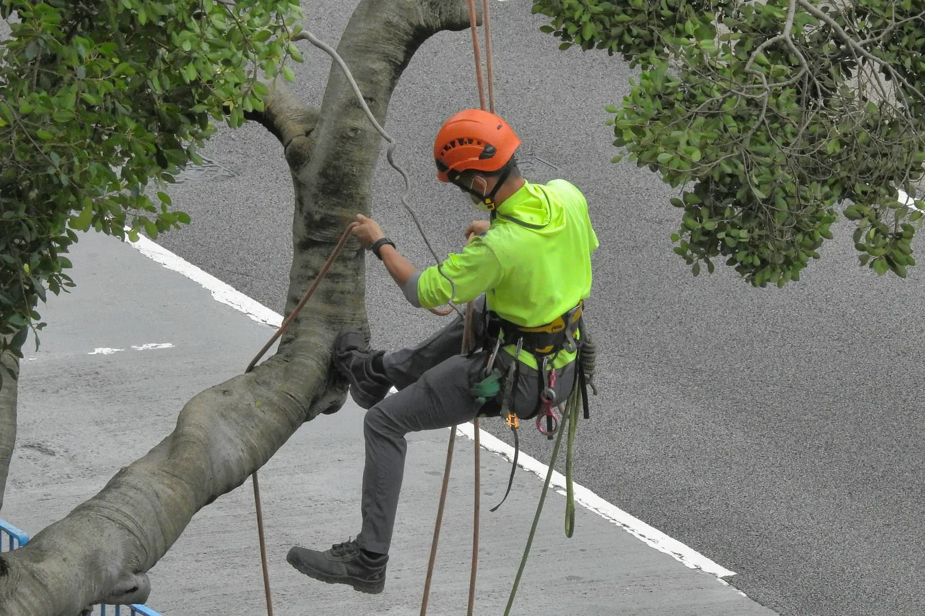 Arborist in a helmet and climbing harness working in a tree above a street