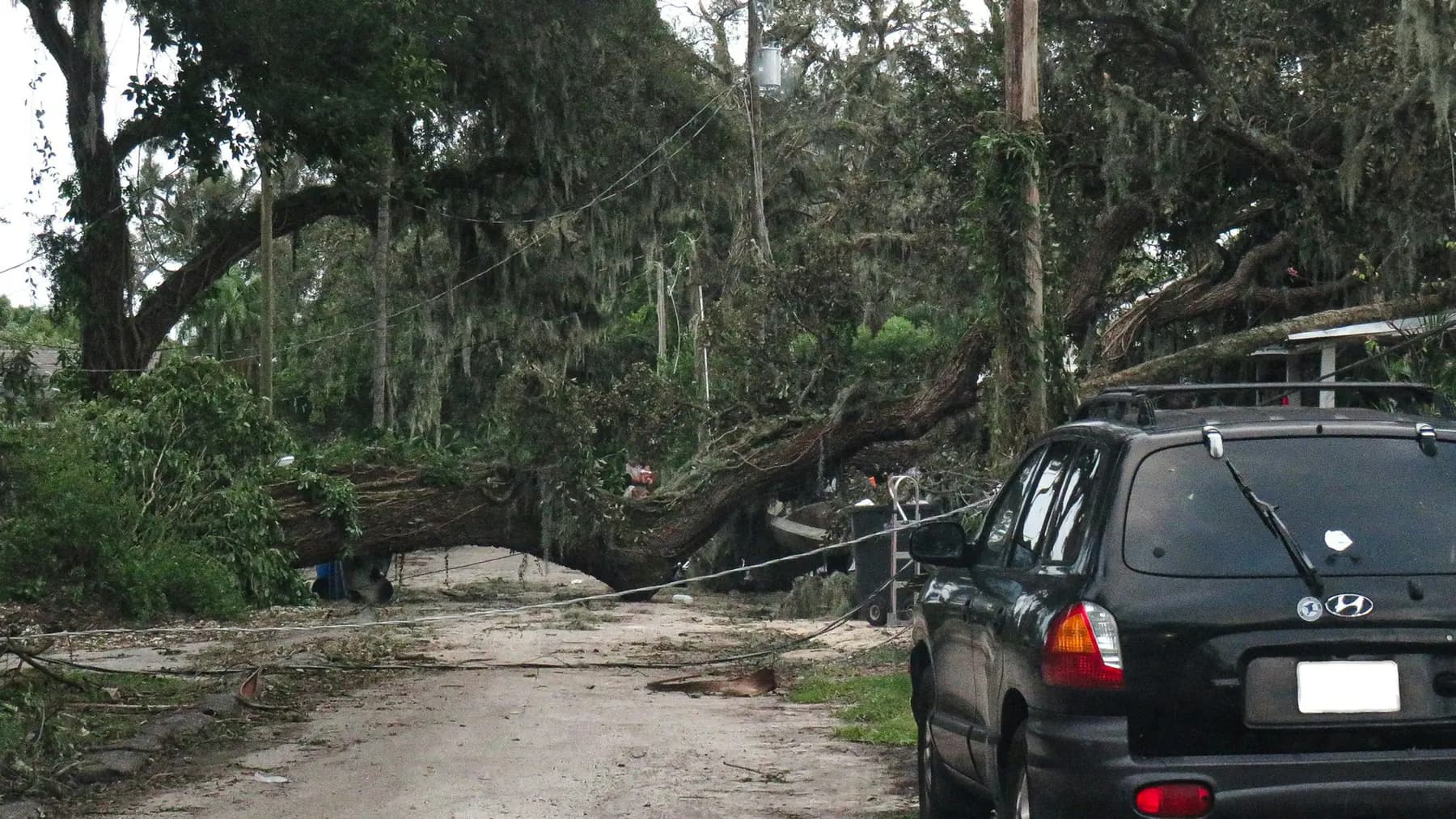 Large oak tree fallen across a road after a hurricane in Tampa, Florida, next to a parked SUV