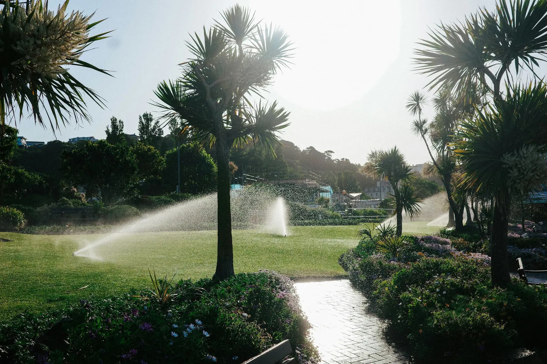 Pop-up sprinklers watering turf and planting beds around palm-like trees in a sunny park